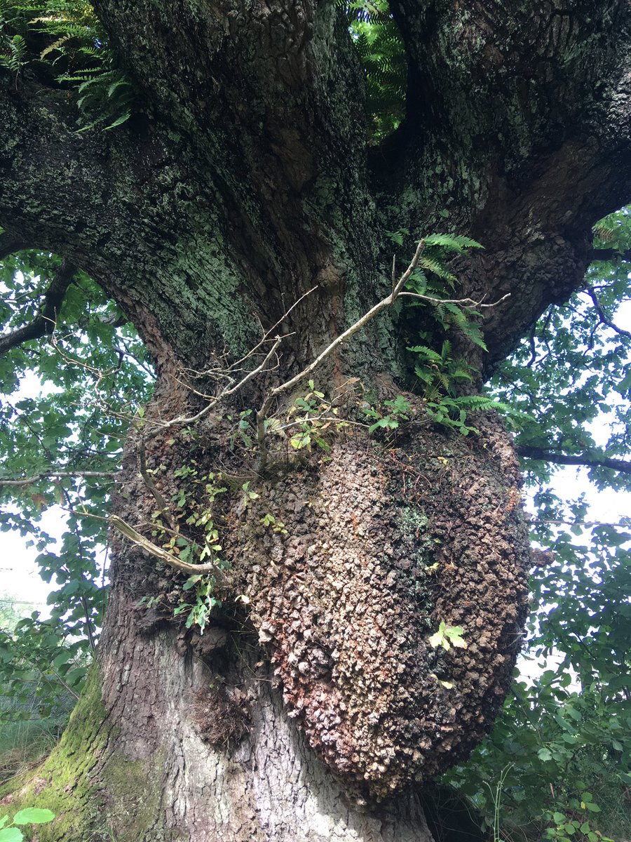 NorthumbriaTree's tweet photo. Ambleside Colthouse https://t.co/PlWQzeAbjk