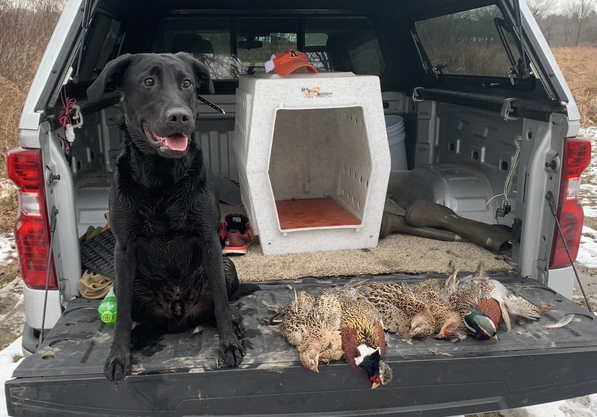 Imd1Folker's tweet photo. I think he was trying to tell me something!  After missing the first bird, he caught the next 4 https://t.co/eaPMjHc9bP