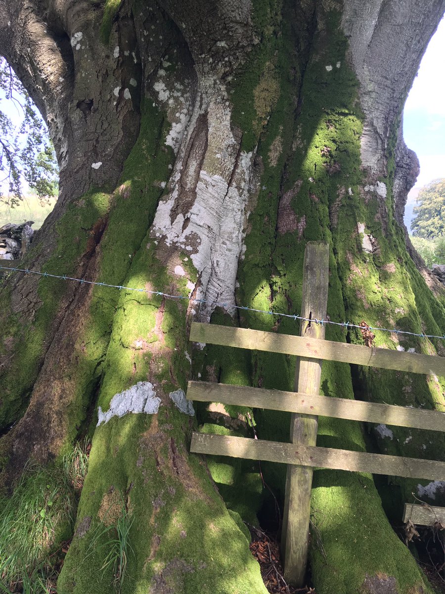 NorthumbriaTree's tweet photo. Ambleside Low Wray https://t.co/1mdFL7QgPu