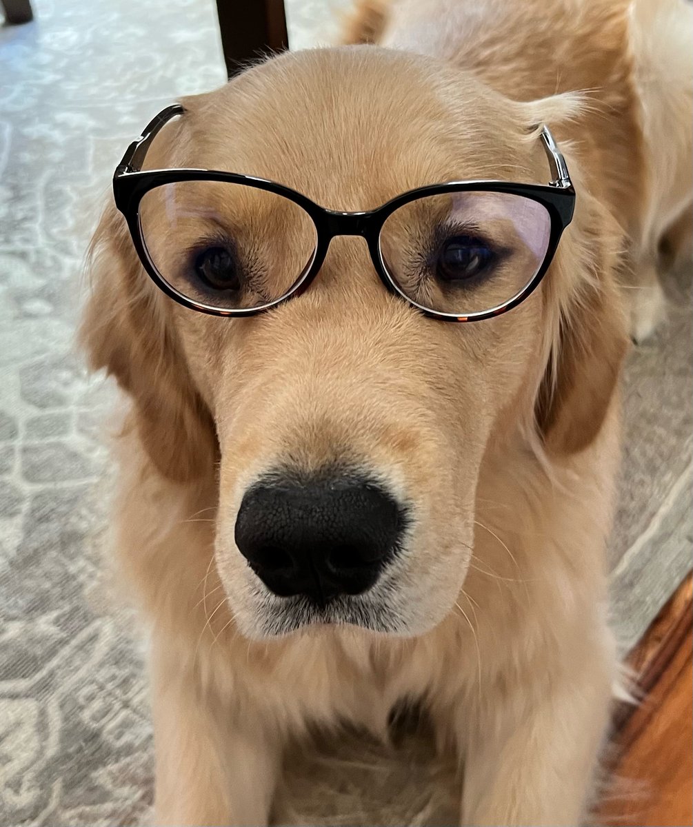 MWAHPodcast's tweet photo. Fun #friday! We have a new researcher! He's the best and works for belly scritches but stinks at typing. Join us and Finn for our latest episode.#dogsofinstagram #goldenretriever #cutedogs #dogsinglasses #dogsoftwitter #historypodcast #mystery #history #womenwhopodcast https://t.co/M0gZp52DY5