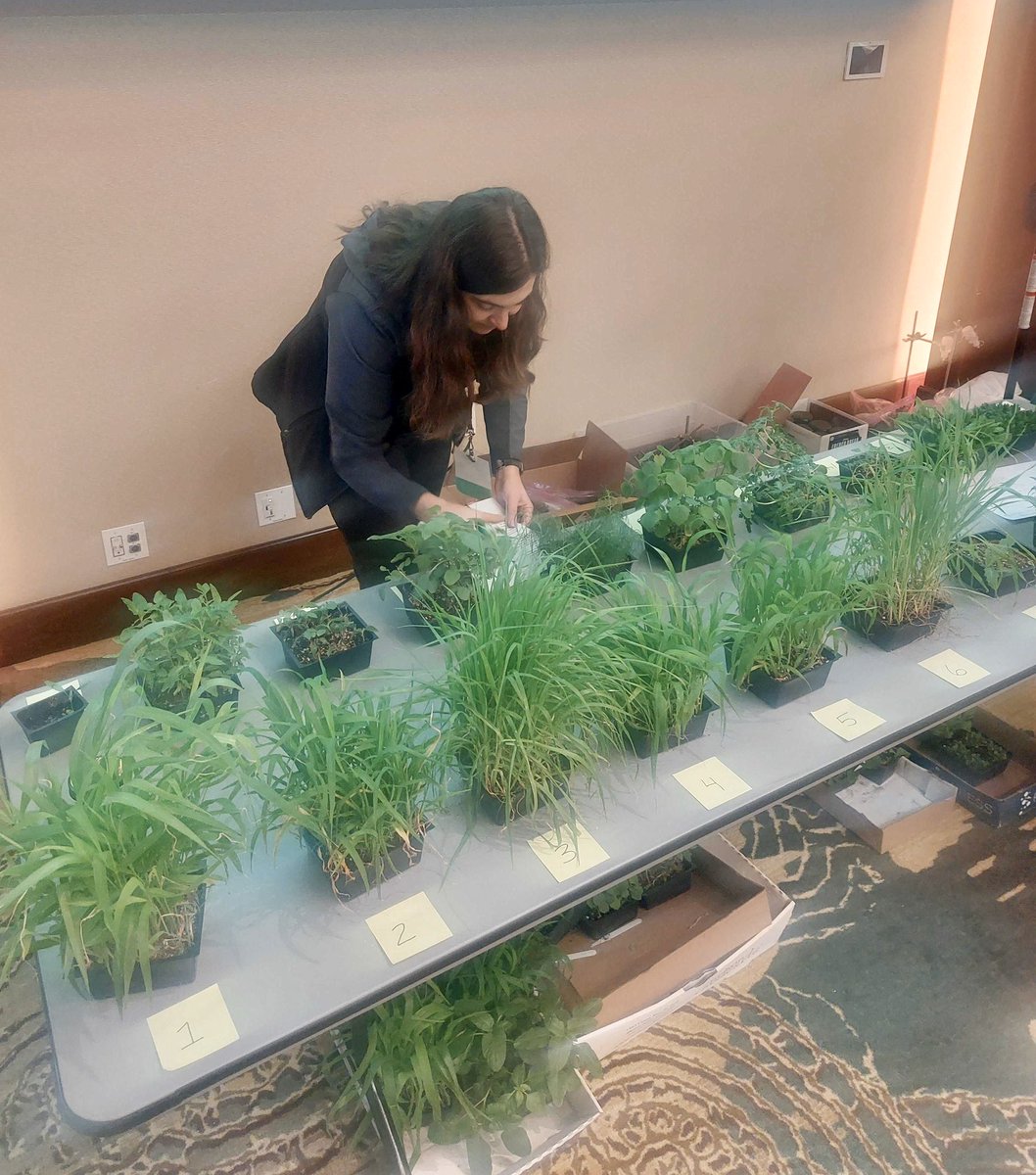 AK35hatesbirds's tweet image. Always down for a weed ID quiz and expanding my knowledge on soil conservation. Thank you @MnSoil and @UMNExt for putting on such a great event! #SMS2022