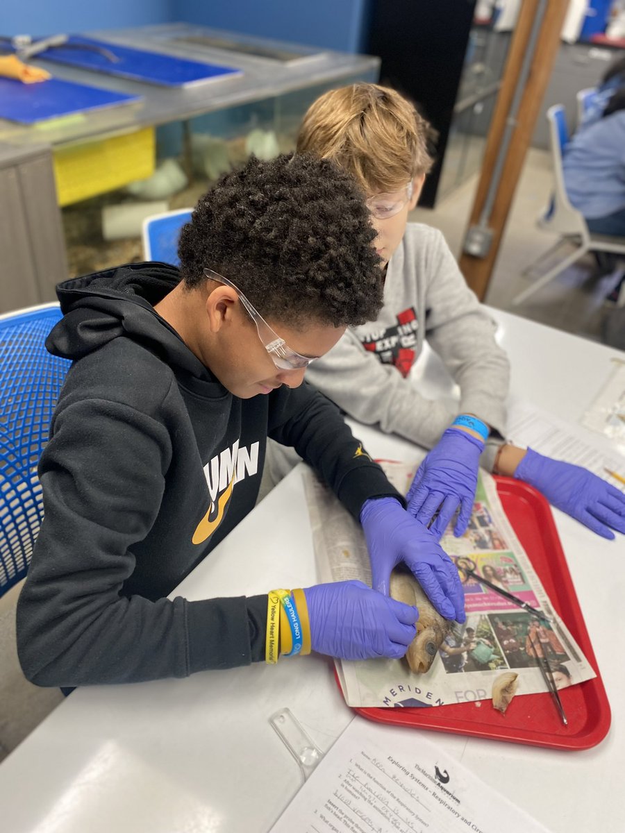mrsdangelo_ICS's tweet photo. Learning the digestive, respiratory, and circulatory systems of Perch π @MaritimeAqua Norwalk Aquarium #fishdissection @icschool_online @ArchNY_Schools https://t.co/en9JOG4maq