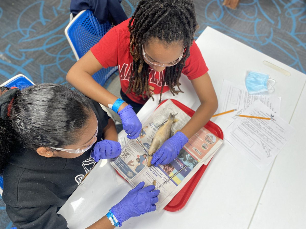 mrsdangelo_ICS's tweet photo. Learning the digestive, respiratory, and circulatory systems of Perch π @MaritimeAqua Norwalk Aquarium #fishdissection @icschool_online @ArchNY_Schools https://t.co/en9JOG4maq