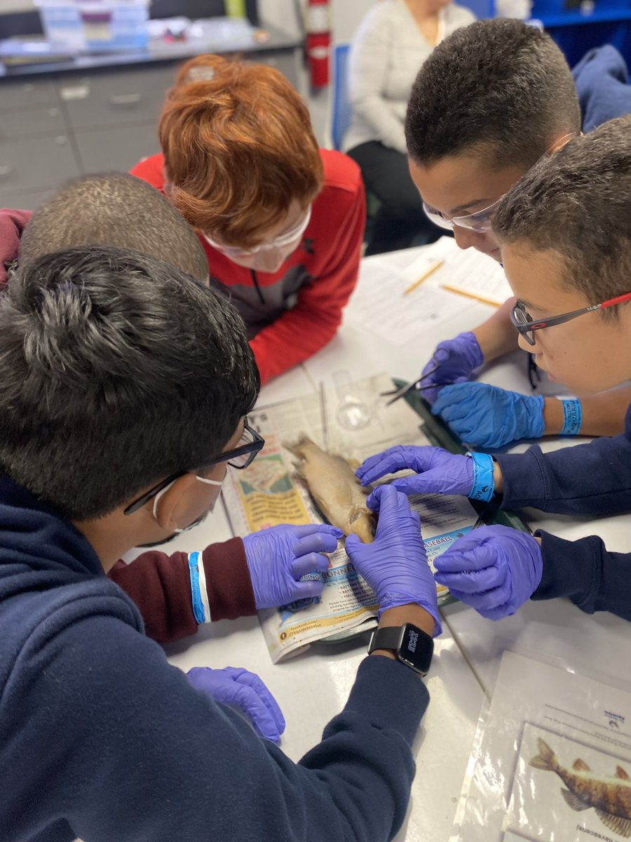 mrsdangelo_ICS's tweet photo. Learning the digestive, respiratory, and circulatory systems of Perch π @MaritimeAqua Norwalk Aquarium #fishdissection @icschool_online @ArchNY_Schools https://t.co/en9JOG4maq