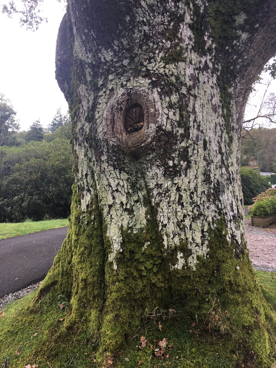 NorthumbriaTree's tweet photo. Skelwith Fold https://t.co/3MJy6qU3uk