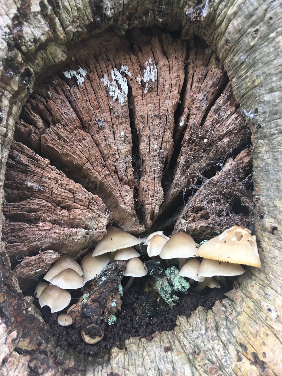 NorthumbriaTree's tweet photo. Skelwith Fold https://t.co/3MJy6qU3uk