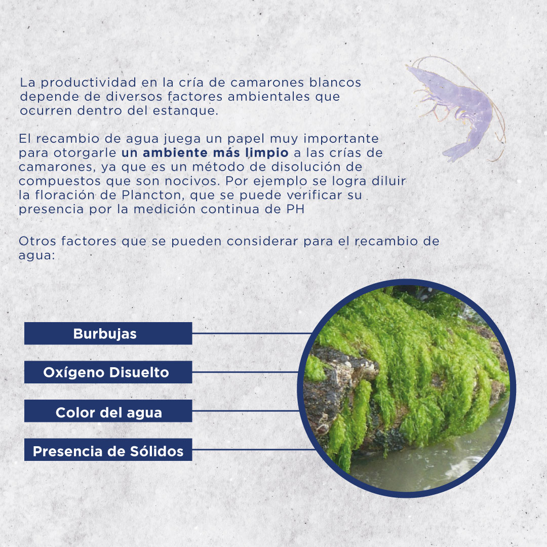 jetfeeder's tweet photo. ¿Conoces la razón por la que se realiza el recambio de agua en las camaroneras?👀

Te contamos a más detalle su importancia y los factores que indican cuando es necesario realizar el cambio de agua!🦐

- Fuente: Molinos Champion | @molinoschampionacuacultura

#Ecuador #Camarones https://t.co/OXgq16Dg0R