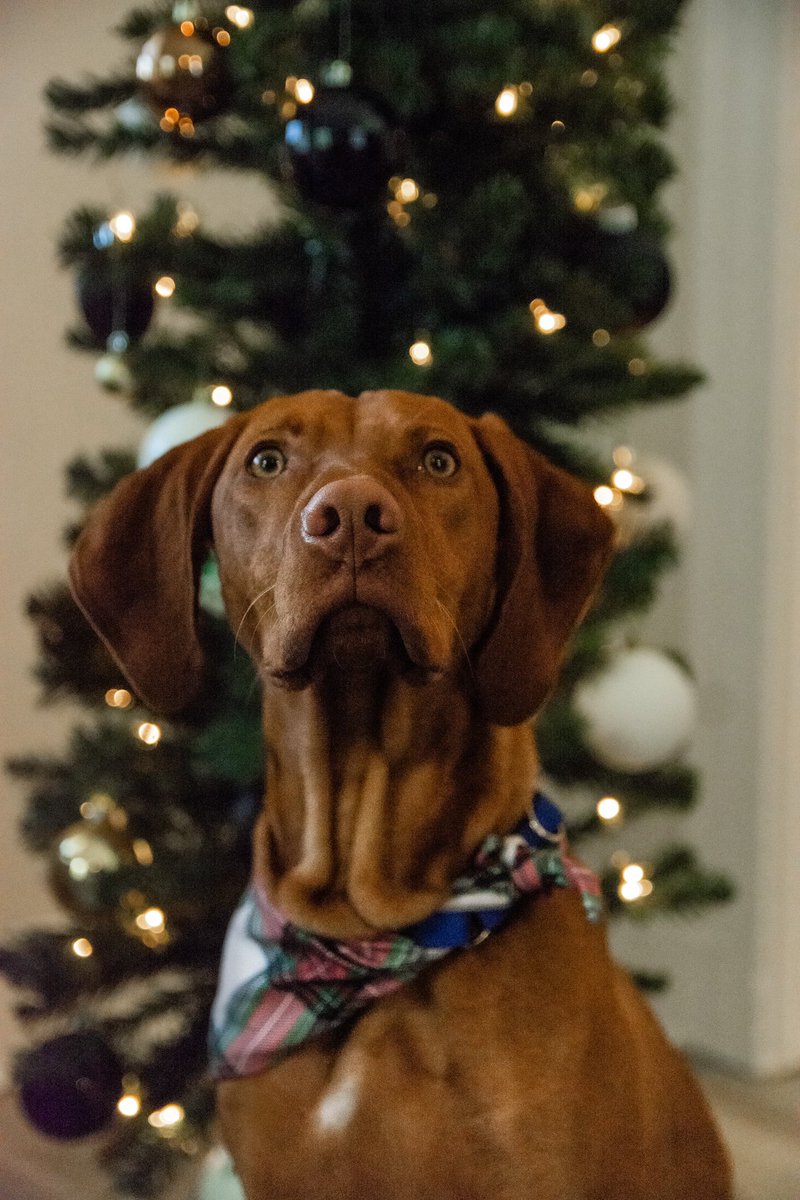R_Smith15's tweet photo. @PFTCommenter This is Beau. Beau knows ball. https://t.co/BPgTw6WdnD