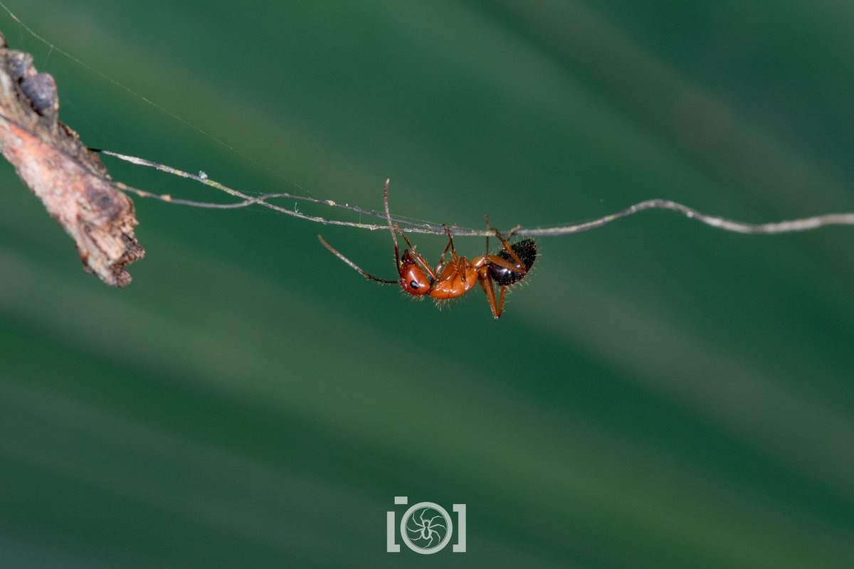 Dandroid's Aperture Science, 1 Ant Mimic🕷️ Fan on Twitter "Something