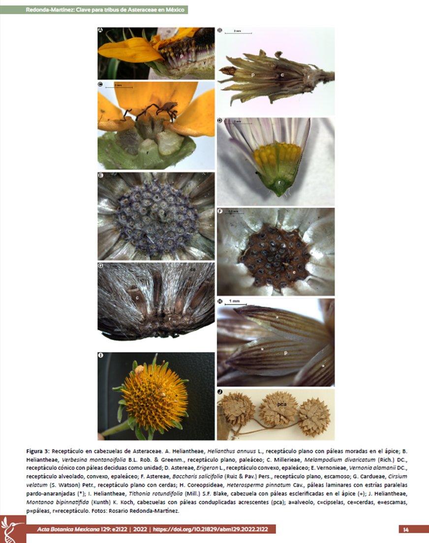 TAsteraceae's tweet photo. Cual regalo de navidad, publican un magnífico trabajo de la #TribusDeAsteraceae presentes en #México.

Disponible en: https://t.co/j7v5DY5GTa

#Compositae #glossary #IdentificationKey #micromorphology #Taxonomy https://t.co/5w3L9sN8HV