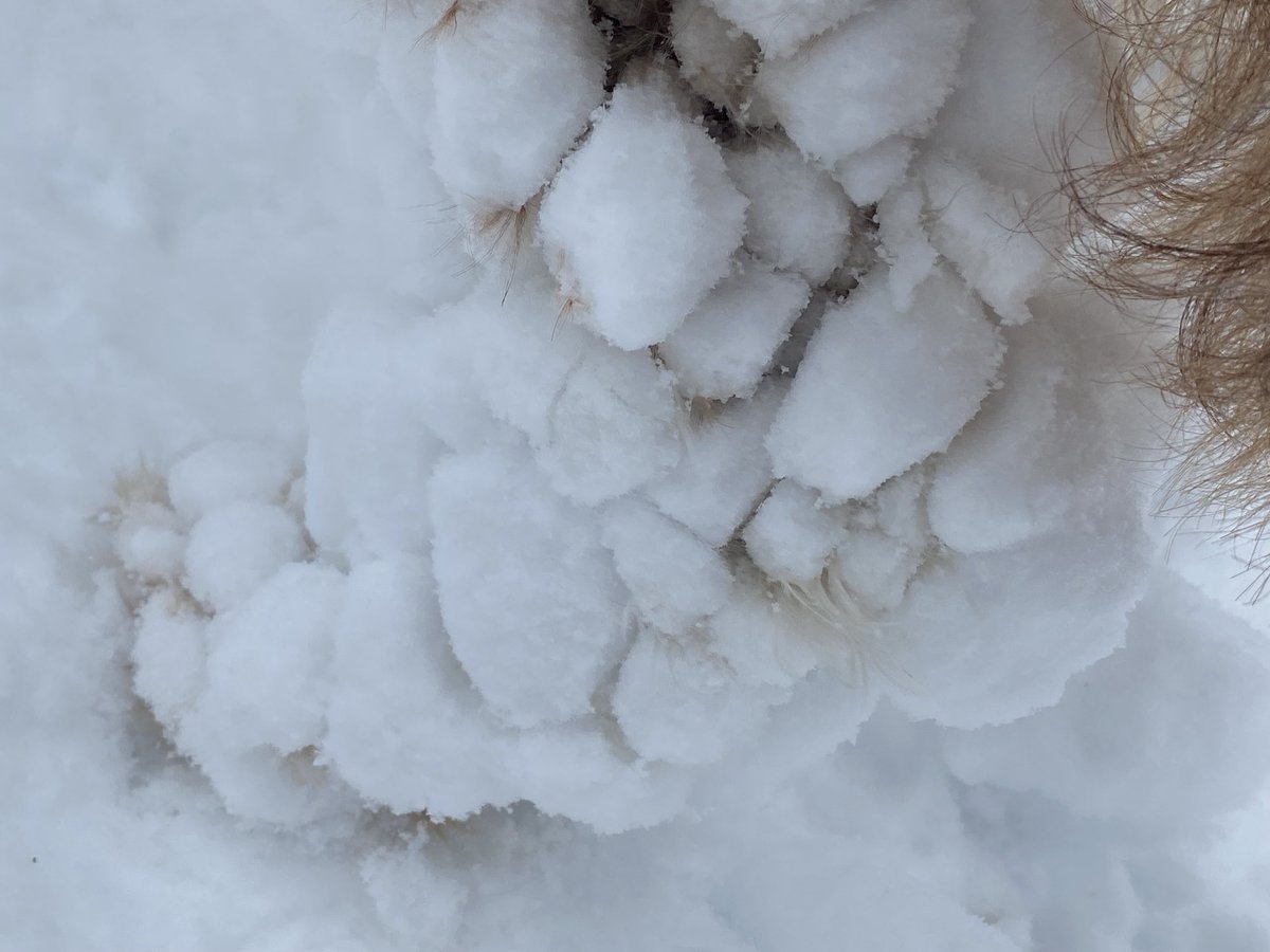 capitalyoga's tweet photo. My dogโs got big balls #DoodleProblems #snowballs https://t.co/D8BtoR8ck4