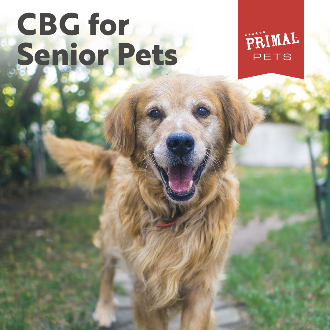 primalpetsupps's tweet photo. Did you know? 🧠 CBG specifically can help support your senior dog, as it is non-drowsy &amp; helps promote appetite! Learn more about CBG, our supplements, and our latest blog post here! → https://t.co/4Zo3O8ffSP
#seniordogs #cbdforpets #cbgforpets https://t.co/OVwMx3dOCz