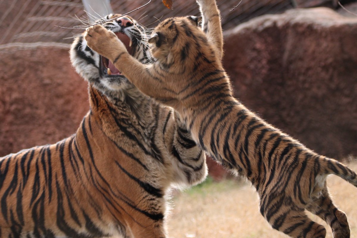 Oklahoma City Zoo and Botanical Garden on Twitter "Going in for a