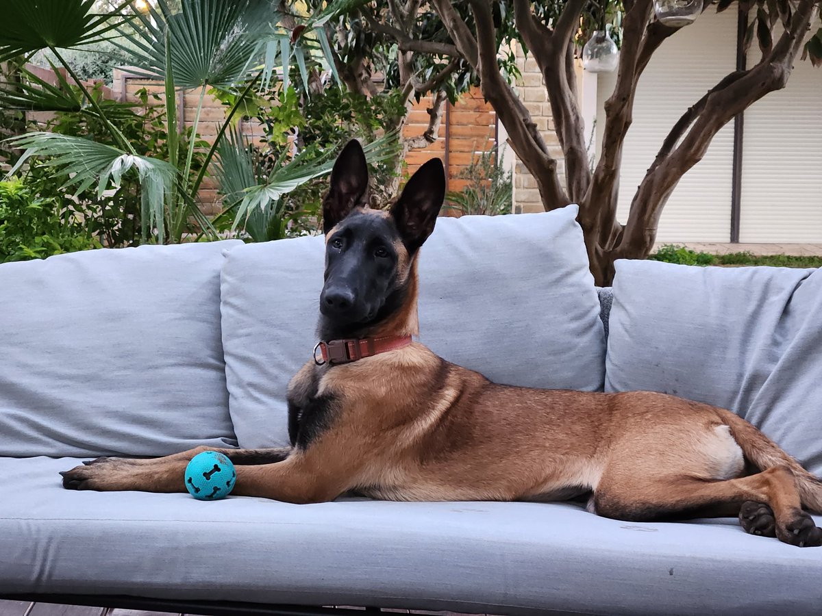 🇮🇱 DonShaharon 🇮🇱 tweet media