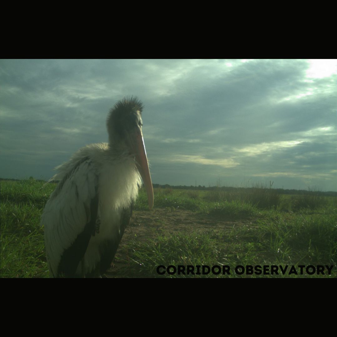 Joseph M. Guthrie tweet media