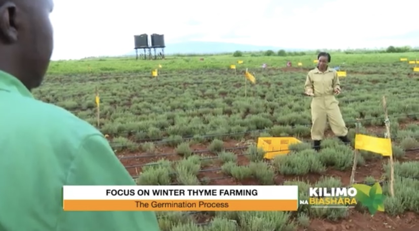 K24Tv's tweet photo. Make your beds which will take 7 to 14 days for germaination then start feeding the required fertilizer. From there it will take 2 and a half months for the first flash. Later you will be harvesting monthly for a period of 3 years. #kilimonaBiashara @Linda.Koskey @greensproutske https://t.co/aXtOnMNzoc