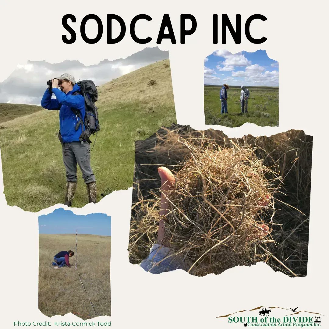SODCAPInc's tweet photo. SODCAP was initiated in 2014 &amp; is involved in a variety of successful projects – Habitat Management, Results-Based Agreements, Grass Banks, Restoration…  We work with a variety of partners that make these projects possible. #speciesatrisk #sodcap #conservation https://t.co/Pjw9QGuOhx