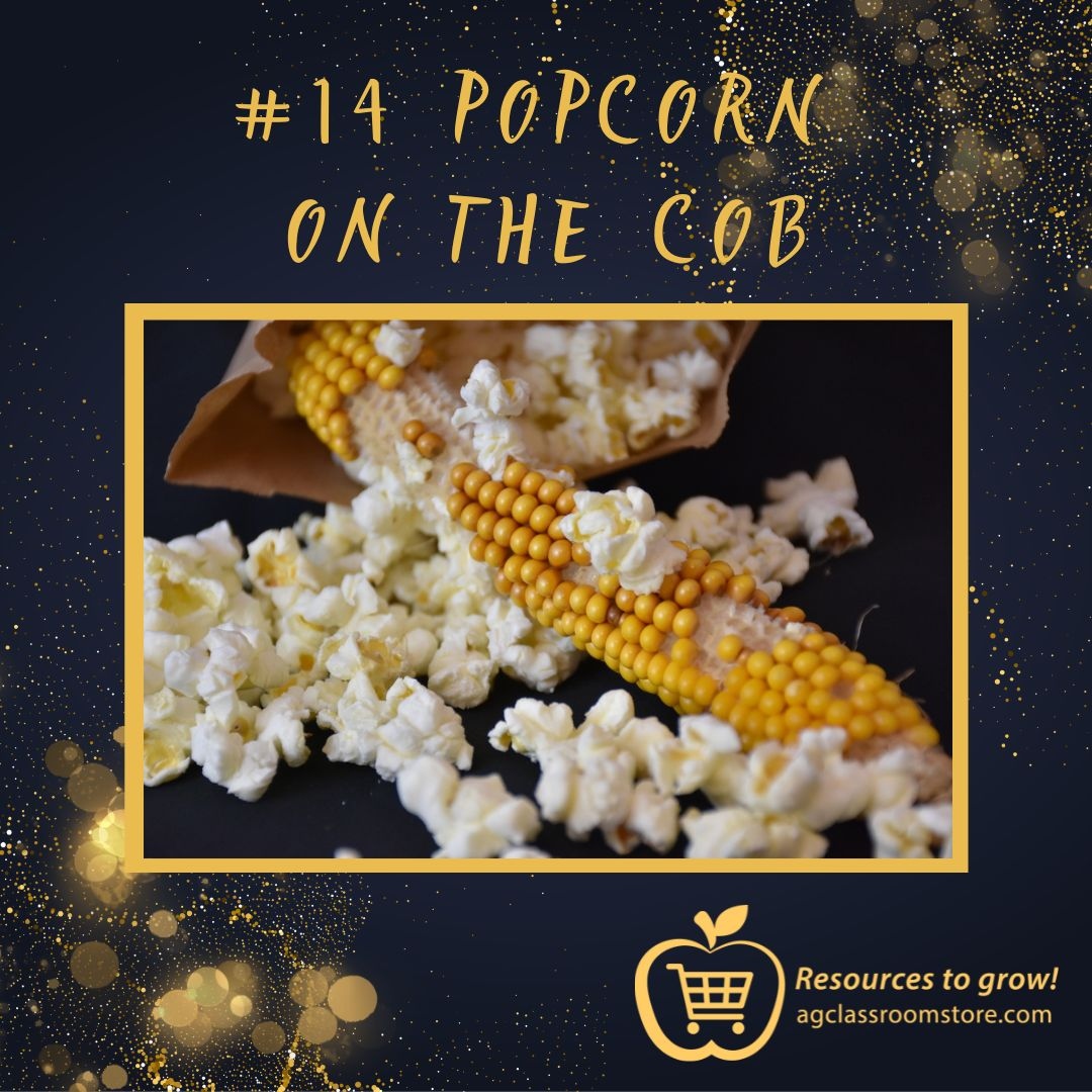 resourcestogrow's tweet photo. Treat students to popcorn right off the cob. https://t.co/vE3mgUt9JO Pop the cob of popcorn in a brown paper bag and microwave for about 3 minutes. Yummy! 

#2022top15 #classroomreadykits #webringagtotheclassroom #agclassroomstore #resourcestogrow #agliteracy https://t.co/SGizqhIoXN
