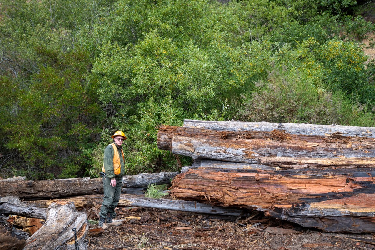 MuirWoodsNPS's tweet photo. Our trail crew has been swinging hatchets to clean up some "punky old redwood logs" for an ongoing restoration project.  May you too spend your weekend sharpening your literal and metaphorical axes!

#FindYourPark #EncuentraTuParque #TrailCrew #OutdoorJobs https://t.co/02vBuWki8K