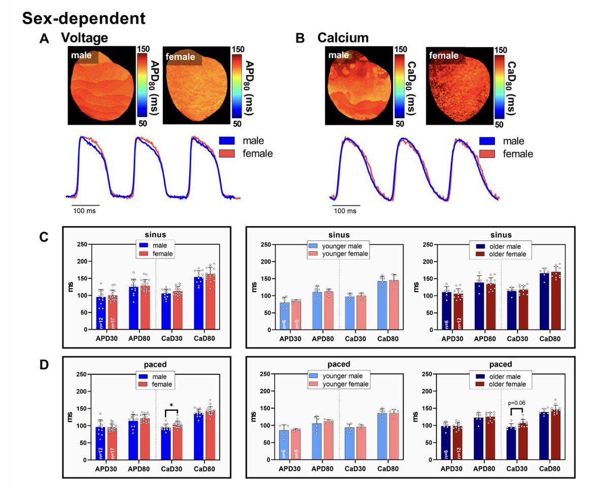ajpheartcirc's tweet image. #ArticlesInPress: The effect of sex and age on ex vivo cardiac #electrophysiology: insight from a guinea pig model
Kazi T. Haq, Blake L. Cooper, Fiona Berk, and Nikki G. Posnack
ow.ly/IecG50M5wm9
@NikkiPosnack @kazithaq1 @BlakeCoop1 @ChildrensNatl 
#OpticalMapping