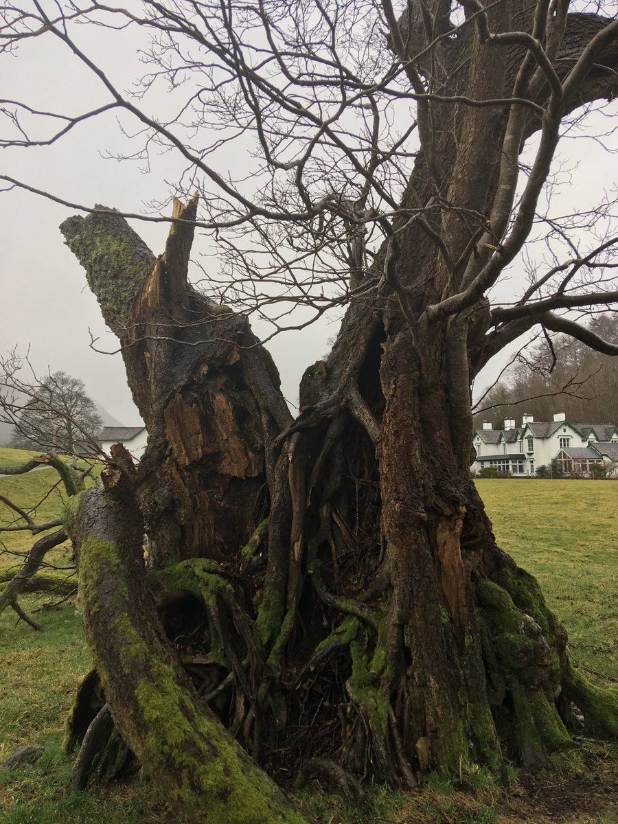 NorthumbriaTree's tweet photo. Grasmere https://t.co/8de9eC6NO5