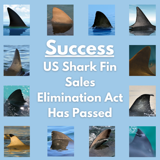 sharkangels's tweet photo. YAY!!! Another huge win for shark conservation today with the passing of the U.S. Shark Fin Sales Elimination Act! For everyone working together- thank you for your support!!! https://t.co/uw9hjViY2V