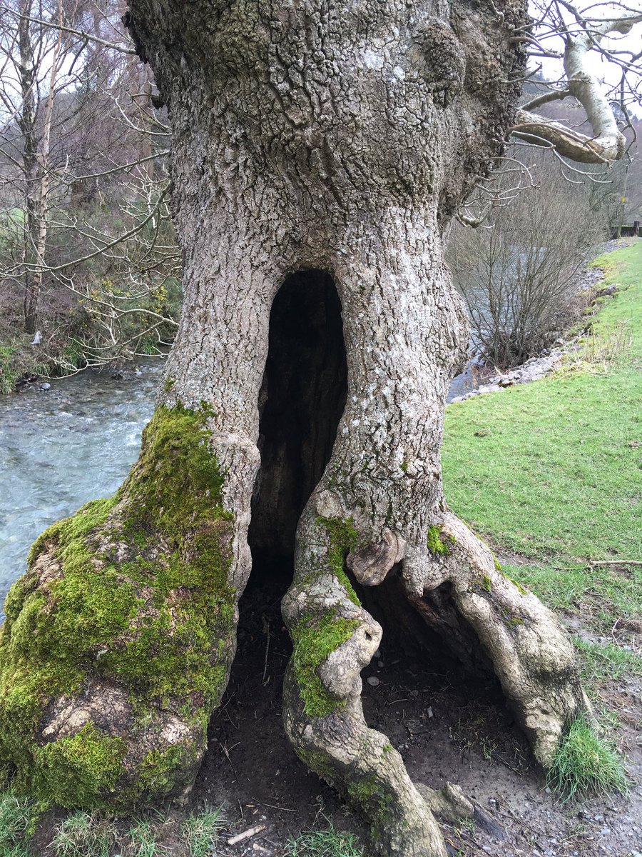 NorthumbriaTree's tweet photo. Braithwaite https://t.co/DB4tscM9WI