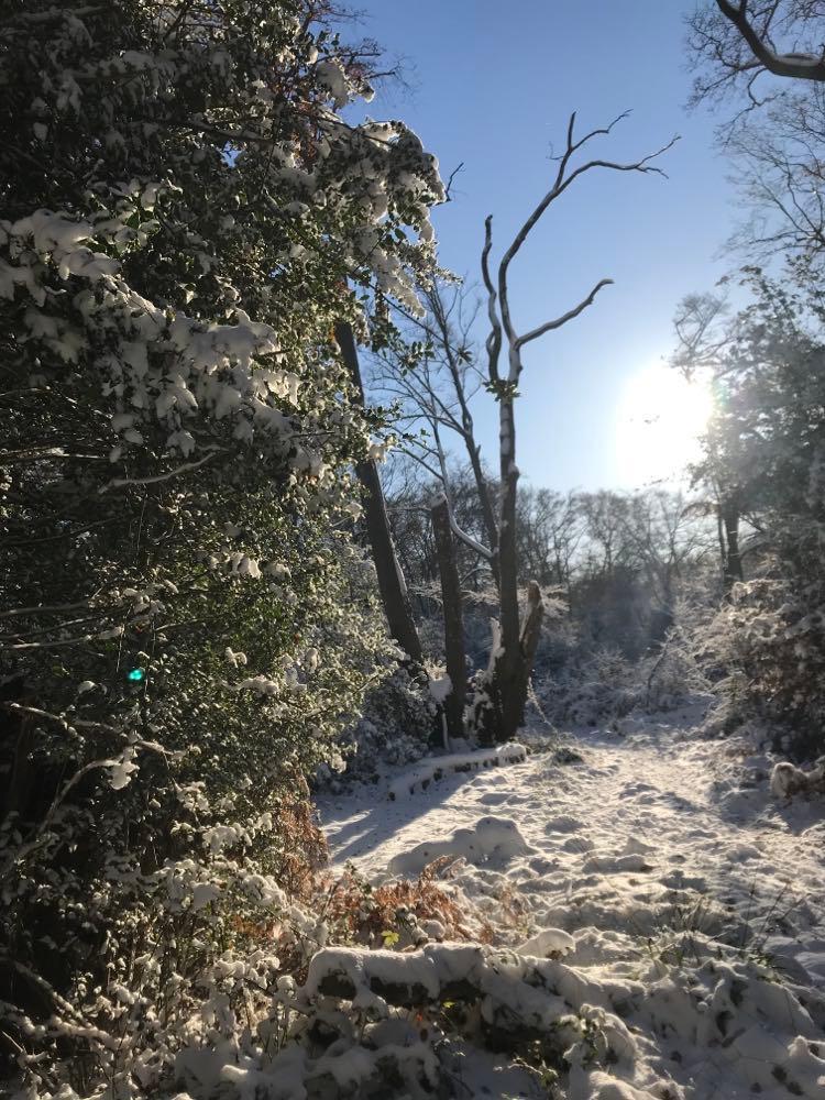 benjaminbiol's tweet image. Winter wonderland in Epping forest yesterday