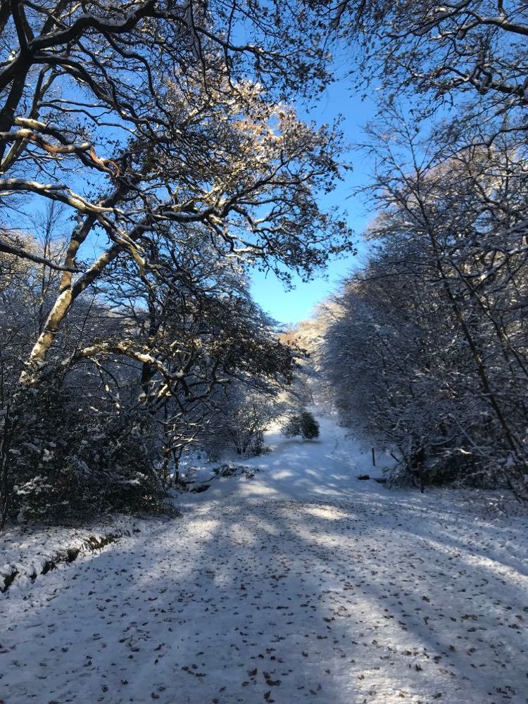 benjaminbiol's tweet image. Winter wonderland in Epping forest yesterday