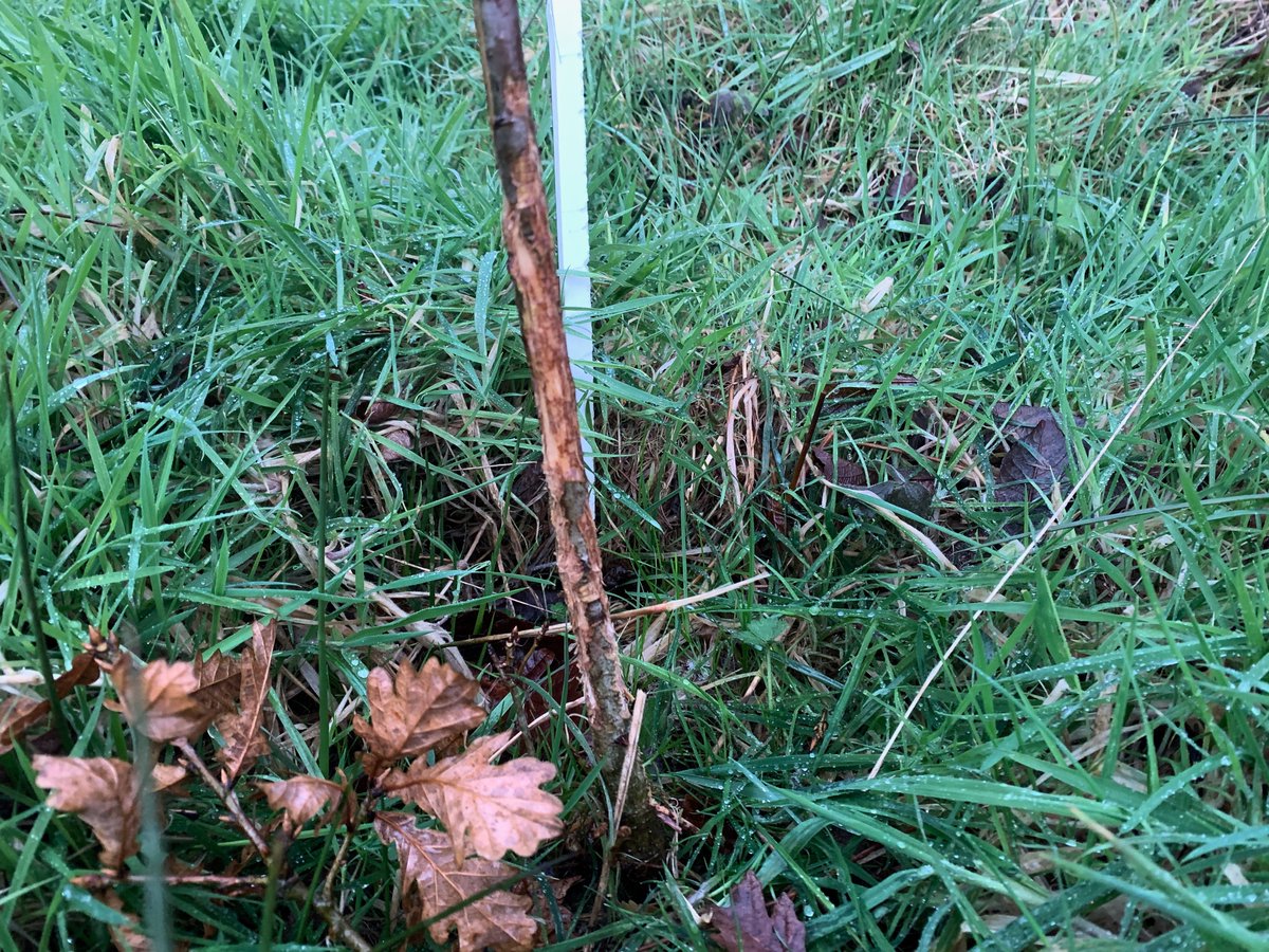 LiosUath's tweet photo. Love the hares that grace Lios Úath . But boy oh boy they'd try your patience; in spring they ate the tops of newly planted oaks . Now they are eating both top and bottom . With subzero temperatures for the last week, gotta find food where you can I guess ❣️
#TiredEarth https://t.co/8tpTV1X3QB
