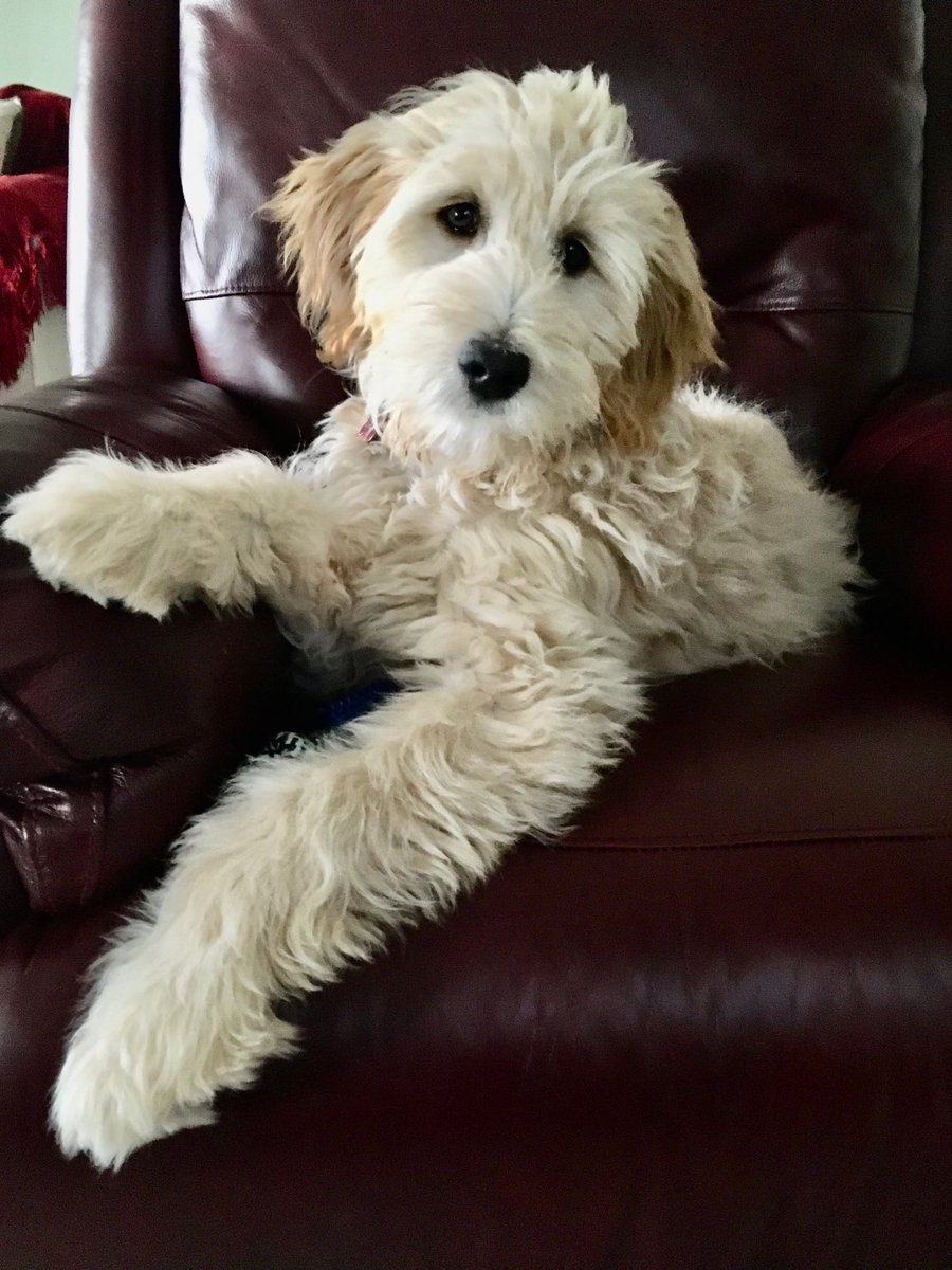 RyanLeckey's tweet photo. On a scale from ONE to PHOEBE ROSE how chill are you that Christmas is only 9 DAYS AWAY?!??!? 🎄❤️🎁🎄❤️🎁
Seriously though, how cute is my mom’s dood? #phoeberose #goldendoodle #doodlife https://t.co/cGPYA5KihT