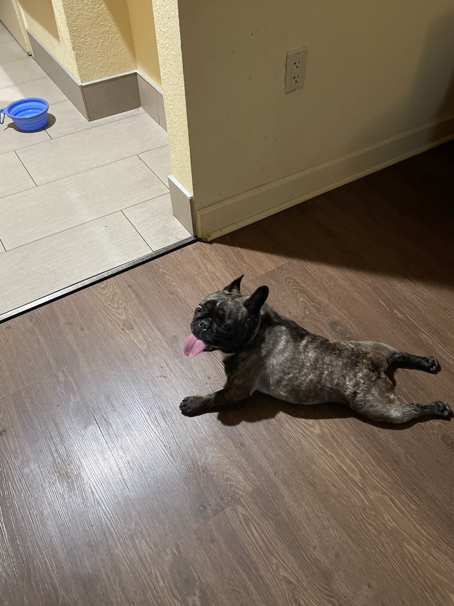 It’s Irma Blanche’s 4 year Gotcha day #Frenchie #SheIsAModel