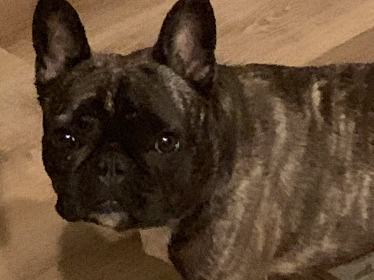Roz3Dogs's tweet photo. It’s Irma Blanche’s 4 year Gotcha day #Frenchie #SheIsAModel https://t.co/bFkWGiCN59