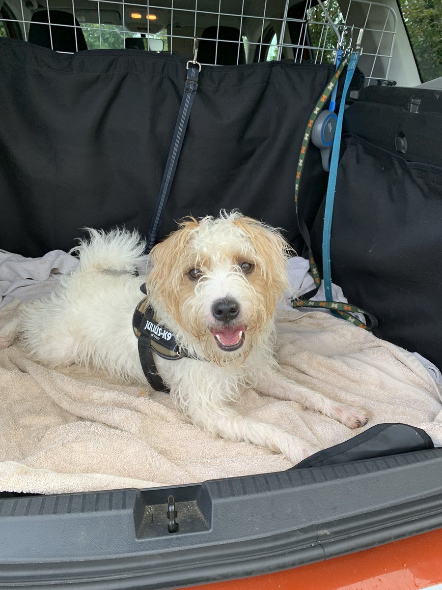 @Albertspanner Caught our very first rat today, well pleased with ourself! #workingbreed #parsonrussellterrier