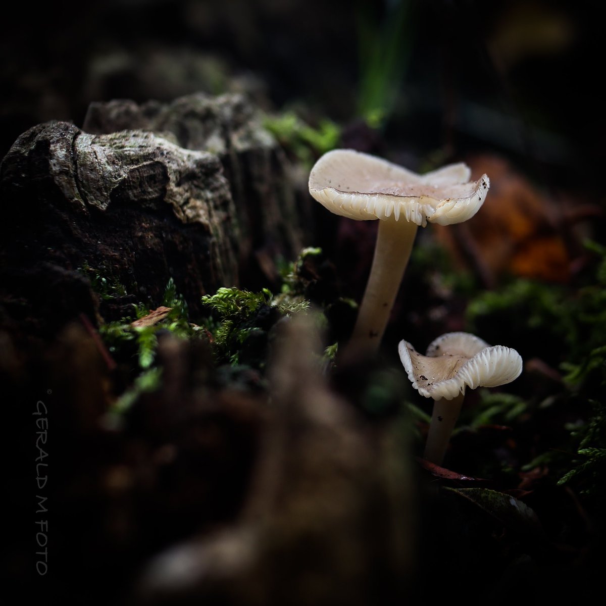 geraldmfoto's tweet photo. Re-shot (with cam) #mushroom just before the ❄️ #FungiFriday and @Clr_Collective #colour_collective with traces of #DeepFirGreen &amp; #SilverBirch #macrophotography #MushroomTwitter #mushrooms #fungi #AutumnWatch #connectwithnature #ThePhotoHour #TwitterNatureCommunity @MacroHour https://t.co/0PYHxUBxP6