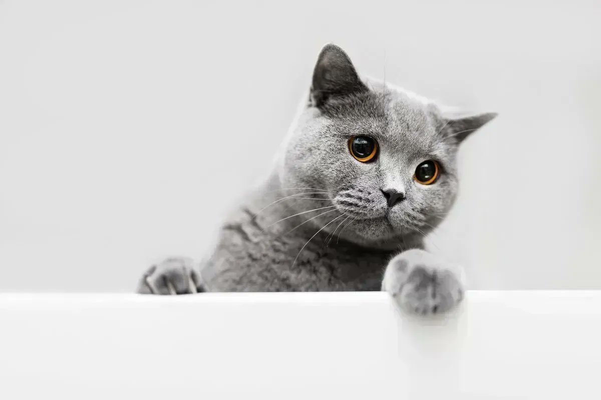 Keith Hiscock (@keithchi) on Twitter photo 3 Things your cat can teach you about #house hunting buff.ly/2NdM4m2 via <a href="/keithchi/">Keith Hiscock</a> <a href="/HiscockSoldTeam/">Hiscock Sold Team</a> #househunting #lovemycat 3 Things your cat can teach you about #house hunting buff.ly/2NdM4m2 via <a href="/keithchi/">Keith Hiscock</a> <a href="/HiscockSoldTeam/">Hiscock Sold Team</a> #househunting #lovemycat