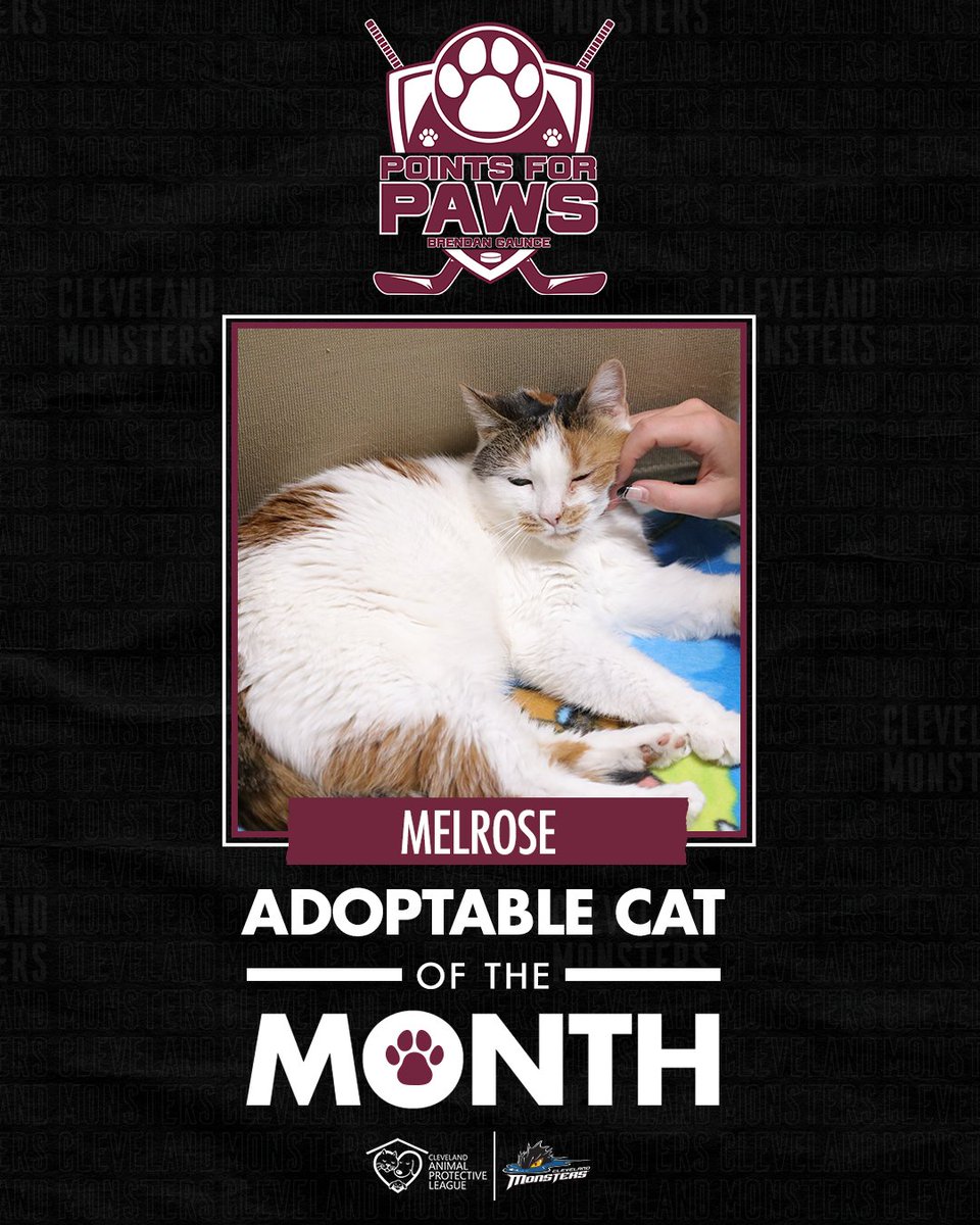 x - Cleveland Monsters (@monstershockey) on Twitter photo Melrose is ready to snuggle up next to your fireplace this holiday season 😻
Melrose is a spunky and sweet 5-year-old and our Cat of the Month through <a href="/BrendanGaunce16/">Brendan Gaunce</a> 𝗣𝗼𝗶𝗻𝘁𝘀 𝗳𝗼𝗿 𝗣𝗮𝘄𝘀! Check out more on Melrose from the <a href="/ClevelandAPL/">Cleveland APL</a> here: bit.ly/ClevelandAPLMe… Melrose is ready to snuggle up next to your fireplace this holiday season 😻
Melrose is a spunky and sweet 5-year-old and our Cat of the Month through <a href="/BrendanGaunce16/">Brendan Gaunce</a> 𝗣𝗼𝗶𝗻𝘁𝘀 𝗳𝗼𝗿 𝗣𝗮𝘄𝘀! Check out more on Melrose from the <a href="/ClevelandAPL/">Cleveland APL</a> here: bit.ly/ClevelandAPLMe…