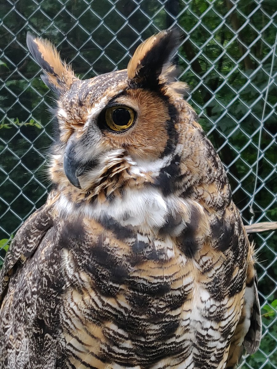 MillMountainZoo's tweet photo. #FunFactFriday! The great horned #owl (Bubo virginianus) was first seen in the Virginia colonies, hence the scientific name virginianus. #funfacts #owls #greathornedowl #bridsofprey #DidYouKnow #Roanoke #millmountainzoo #mmzoo #RoanokeVirginia #birds #Virginia https://t.co/wqt3DgaXz7