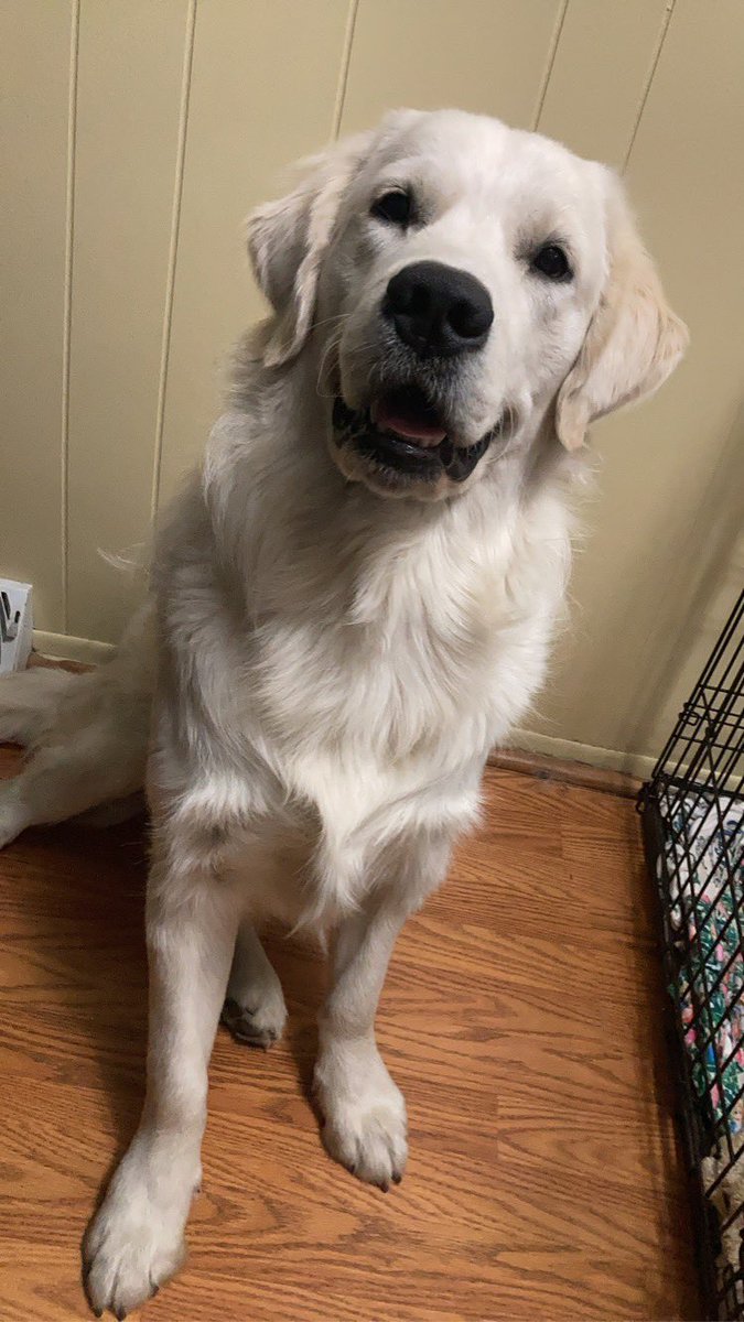 katester7777's tweet photo. @PFTCommenter This is Mustard. Never been good a day in his life, but he’s still a good boy. https://t.co/LFqqbqy1Hj