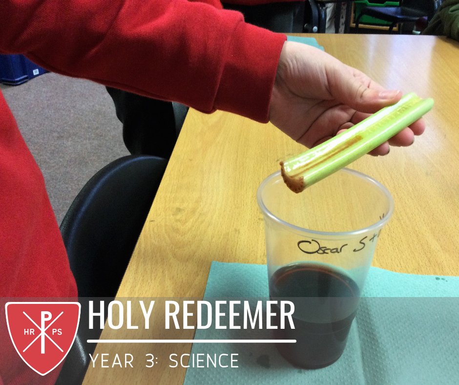 Holy Redeemer Primary School tweet media