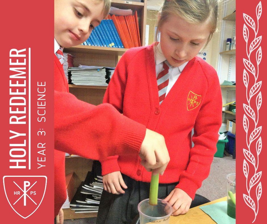 Holy Redeemer Primary School tweet media