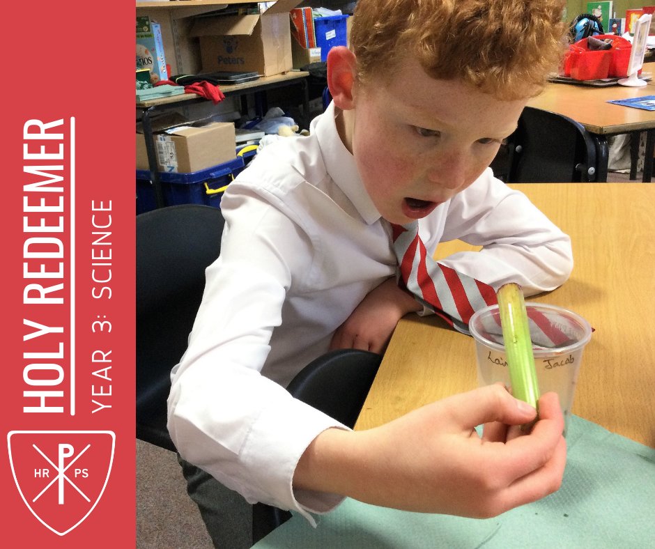 Holy Redeemer Primary School tweet media