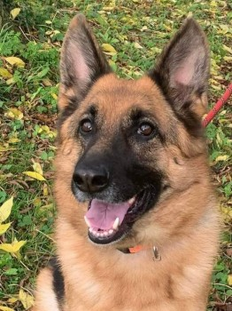 millypod1's tweet photo. 🆘7 NOV 2022. Owner: Mother rehomed my dog without permission, I am now trying to find her.
#Lost #ScanMe NOVA German Shepherd Female
South #Killingholme #Immingham.
North #Lincolnshire/#Humberside #DN40 https://t.co/nyjd78Djkd https://t.co/sRGiDImlOg