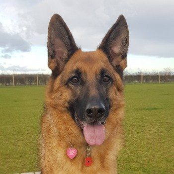 millypod1's tweet photo. 🆘7 NOV 2022. Owner: Mother rehomed my dog without permission, I am now trying to find her.
#Lost #ScanMe NOVA German Shepherd Female
South #Killingholme #Immingham.
North #Lincolnshire/#Humberside #DN40 https://t.co/nyjd78Djkd https://t.co/sRGiDImlOg