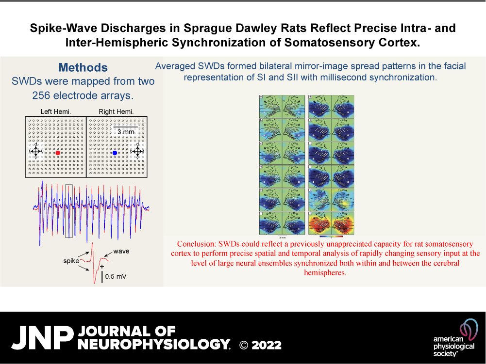 JNeurophysiol's tweet image. 📖The authors hypothesized that spike-wave discharges represent oscillatory neural ensemble activity underlying sensory encoding.

Take a look at this new research 
👉ow.ly/tlvx50LXV3l

@CUSystem #BarrelCortex #vibrissa #neurophysiology