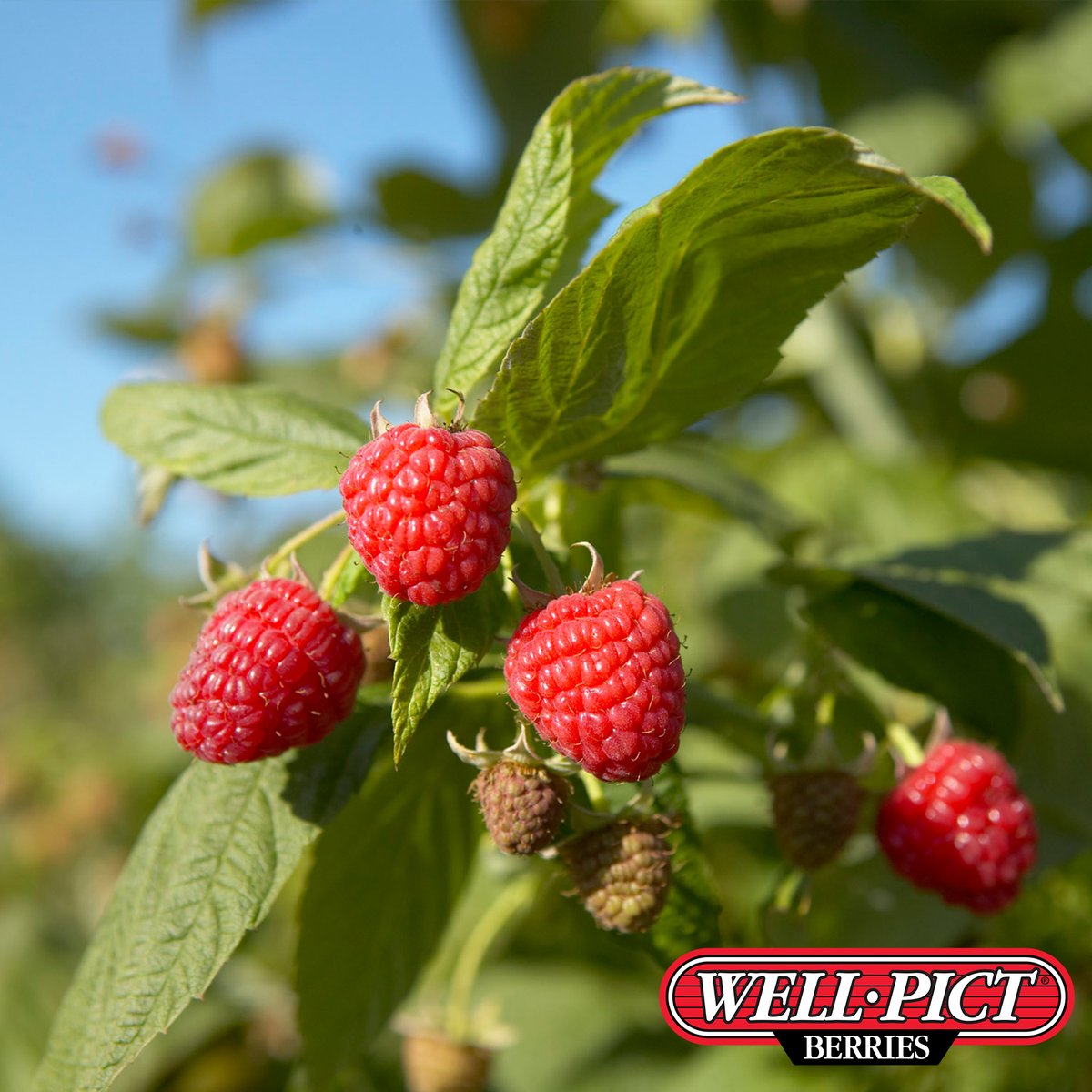 wellpictberries's tweet photo. Beautiful Well•Pict Raspberries. 😍
#WellPictBerries #WellPict #Berries #Raspberries #RaspberryFields https://t.co/4javLZYKzh