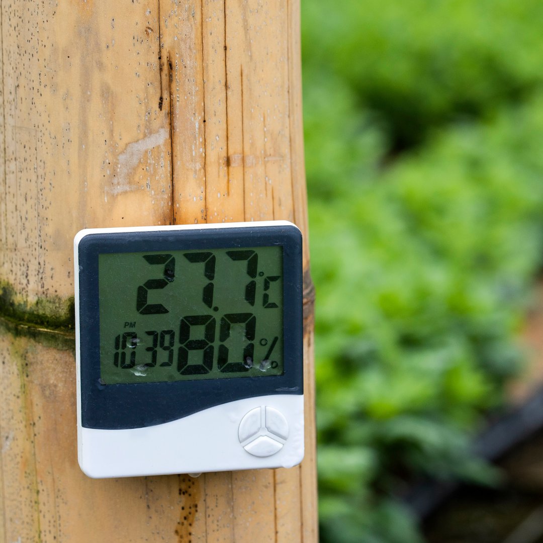 growingwithe3's tweet image. Let’s take a look at some of the best ways to manage indoor cultivation humidity. 

Learn More growwithe3.com/2022/12/15/how…
#indoorfarming #cultivation