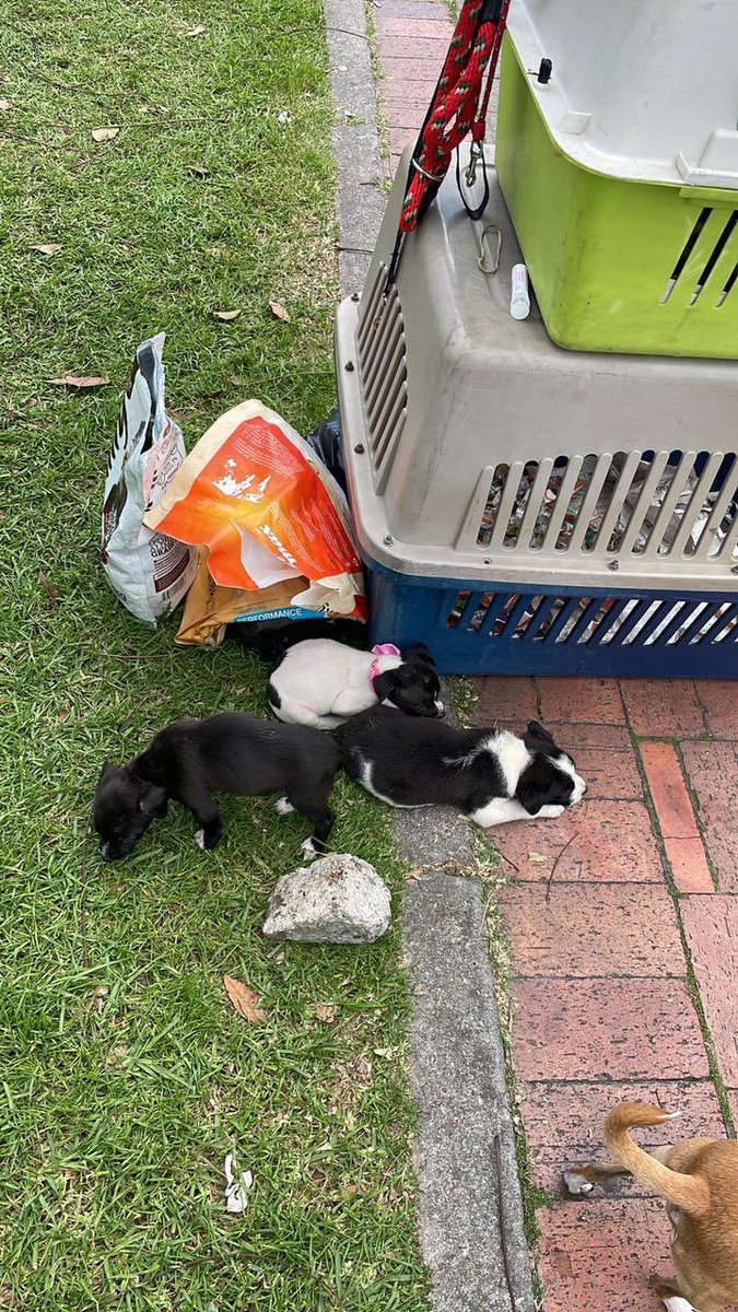 Hola! Dejaron a estos perritos abandonados en el Arturo Calle de Colina. Están buscando quién pueda adoptarlos. 

Este es el número de contacto de quien los encontró:   3192782563

Nos ayudarían mucho con un RT 🙏🏻💙