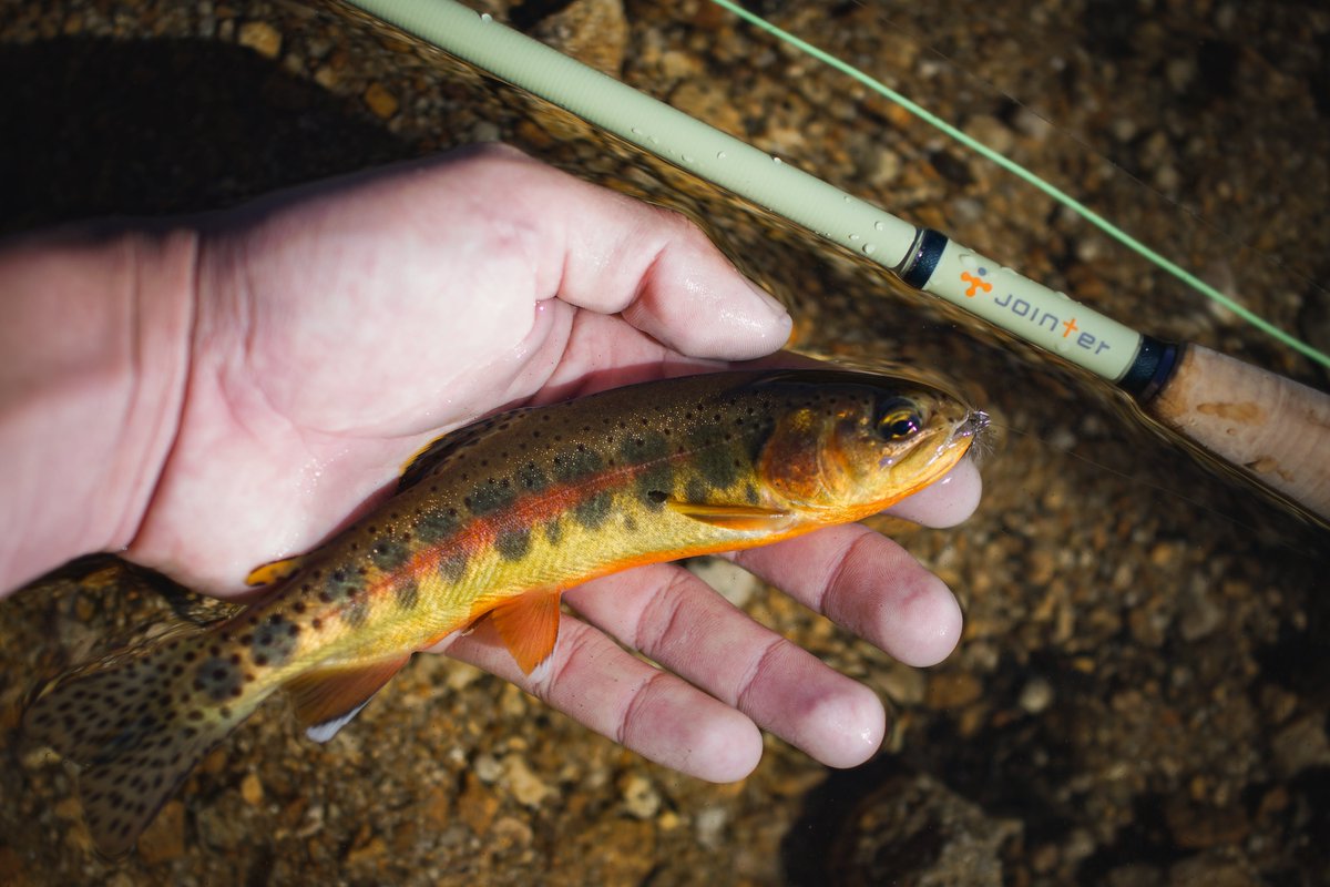 perm_and_baton's tweet photo. Center Zip SACK M [trout]

"...山を登っては魚影を探し、登っては魚影を探しで、やっとの思いで手にすることの出来た金ピカトラウト。
日本で釣りをしている時もそんな感覚で..."

https://t.co/F5cTz9djgK

#釣り
#DCF
#ダイニーマ 
#YKKアクアガード 
#フィッシングバッグ
#アウトドア https://t.co/iWbRU6OLde