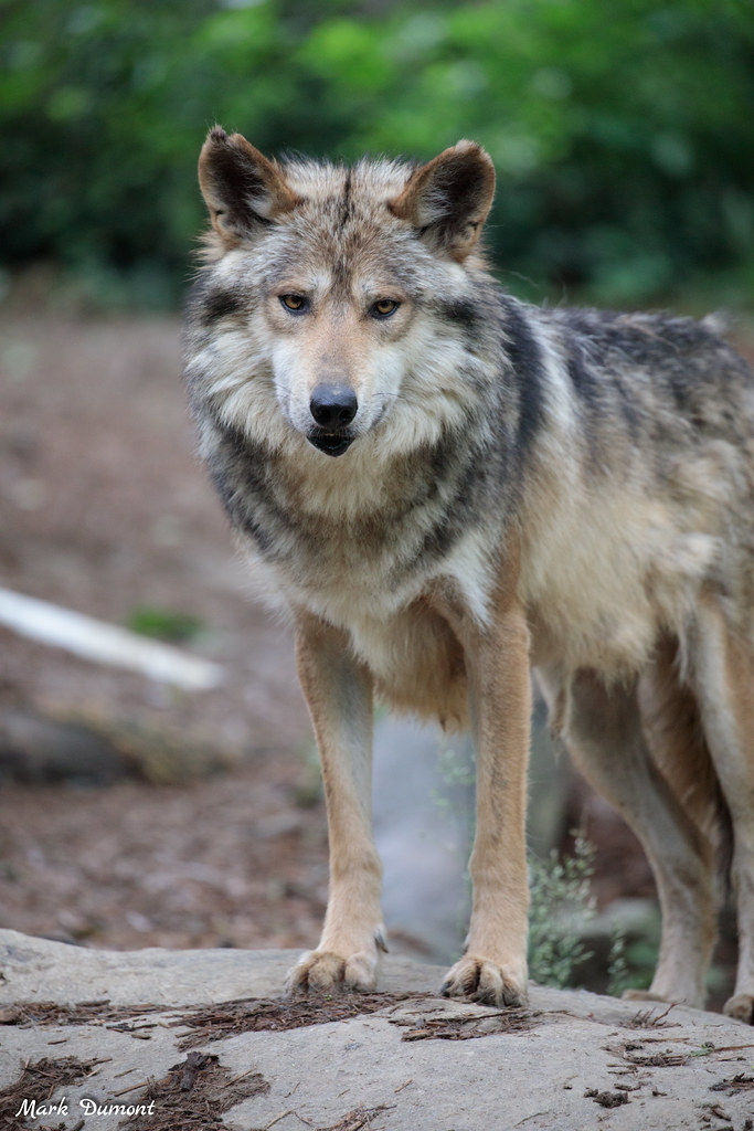 CincinnatiZoo's tweet photo. The Recovering America’s Wildlife Act will help wildlife by giving state &amp; tribal wildlife agencies the resources needed to take conservation action &amp; save our country’s at-risk species from extinction. Urge Congress to support this important legislation: https://t.co/nWeec7icWr https://t.co/GhQxhe7vEp